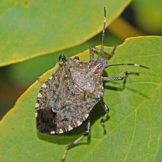 Stink Bug sitting on green leaf