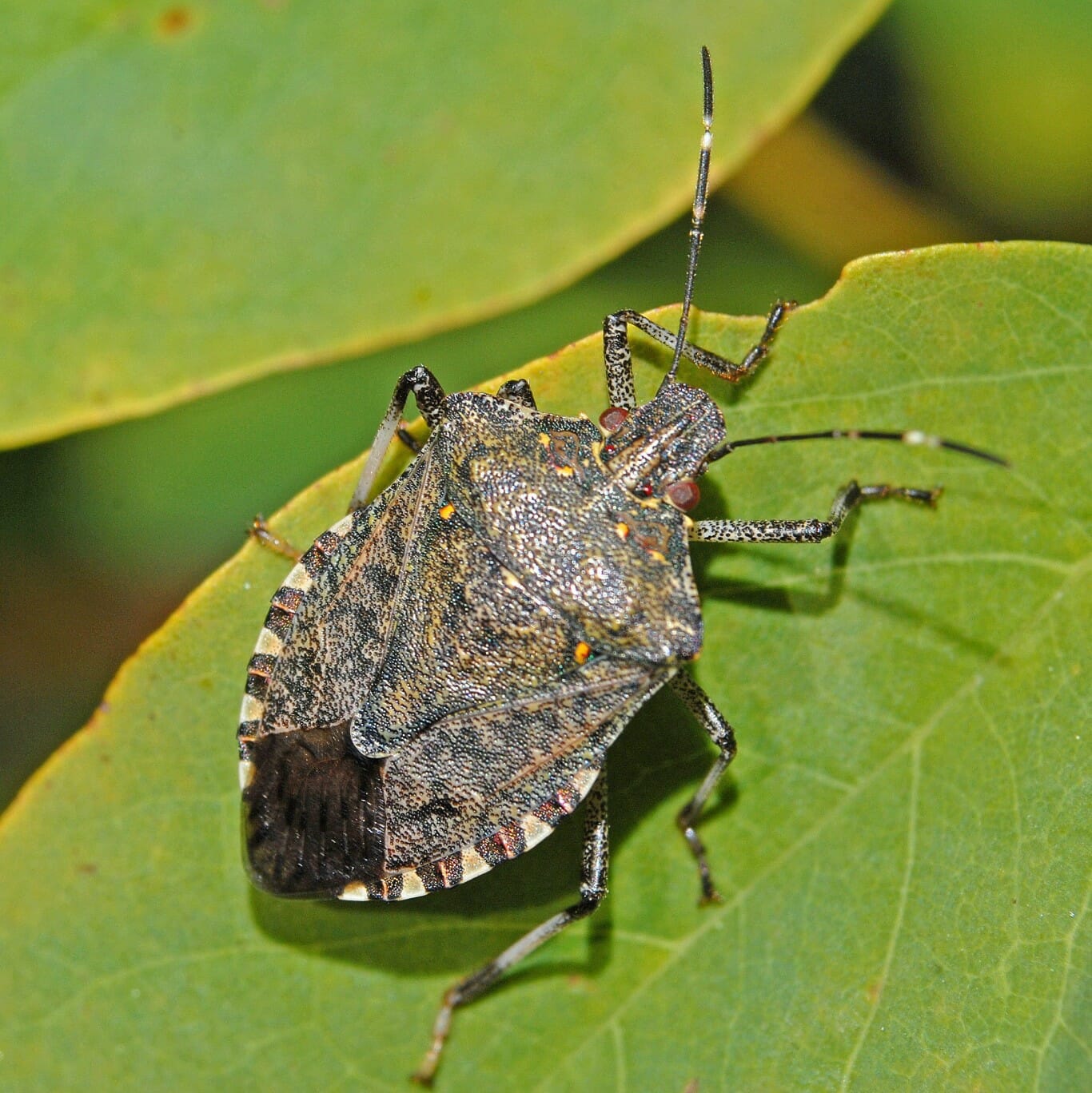Stink Bug sitting on green leaf