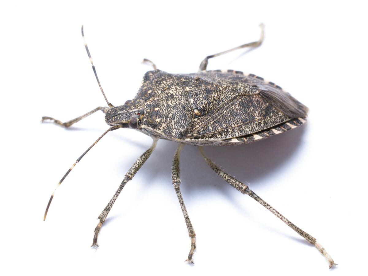 stink bug