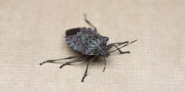 stink bug pictures