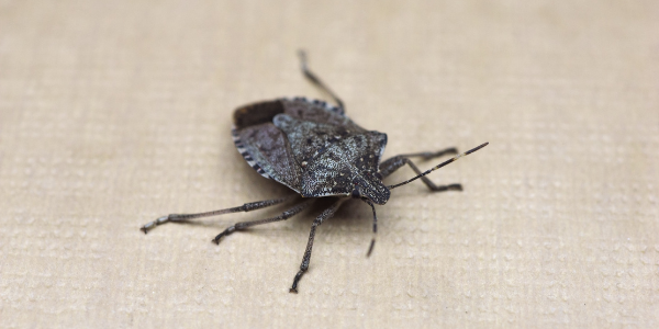 Stink Bugs In MD: How To Keep Them Out Of Your Home