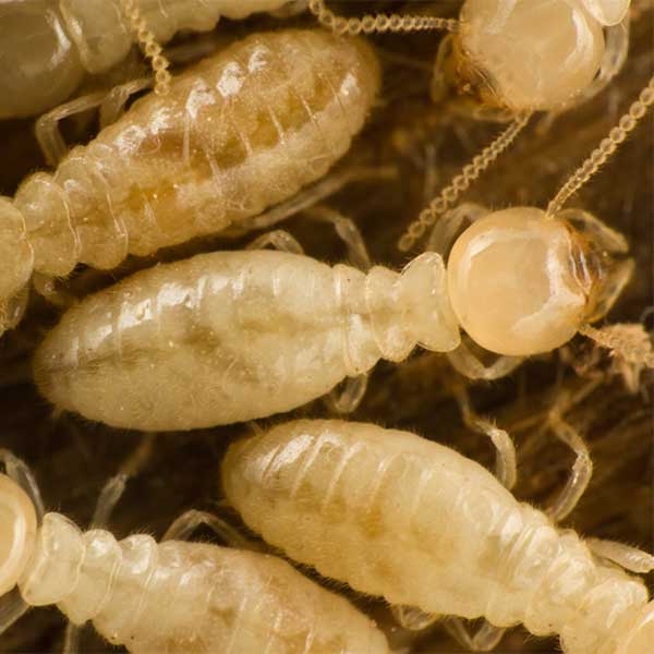 Subterranean Termites close up