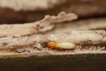 closeup of a termite, showing differences from carpenter ant