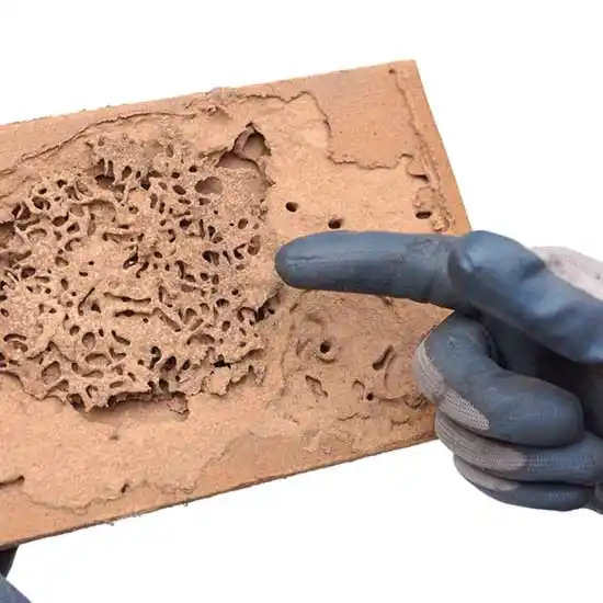 Gloved hand pointing at termite damage in wood