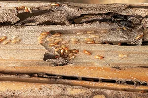 Cluster of termites along a piece of wood