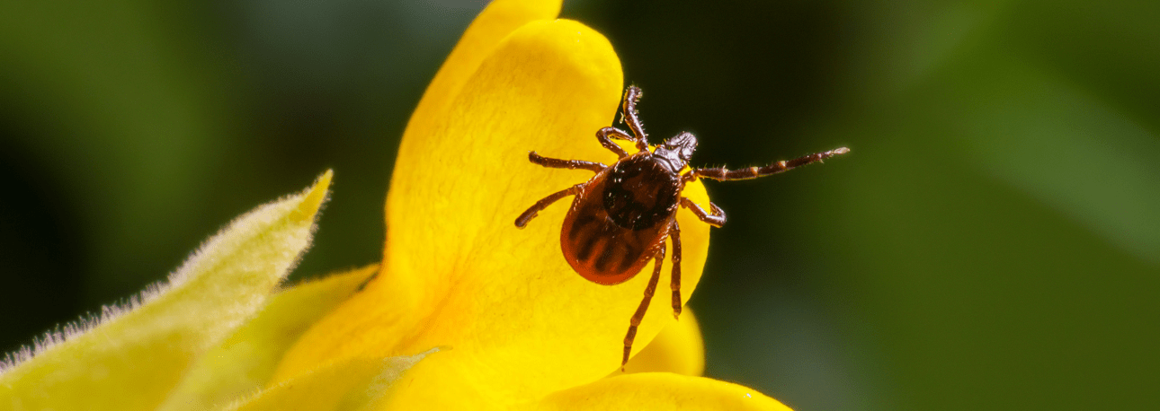 Tick on flower