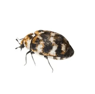 Varied Carpet Beetle with a white background