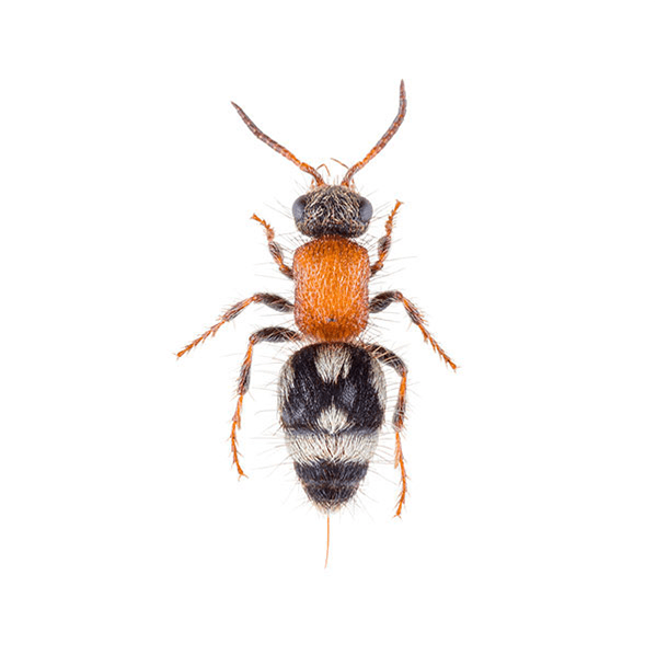 Velvet Ant Wasp