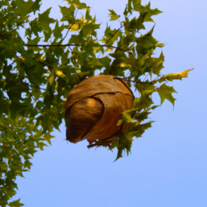wasp nest