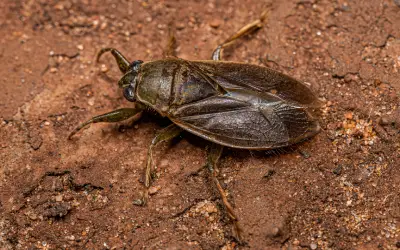 Are Water Bugs and Cockroaches the Same Thing? in your area