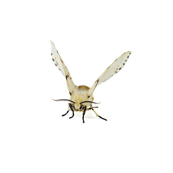 Webworm