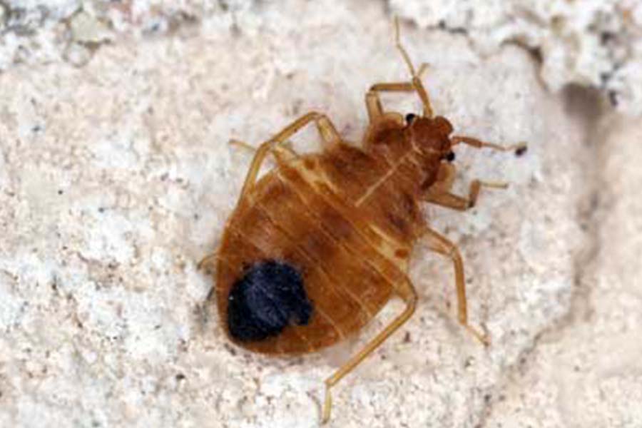 Bed bug close up with dark mark on back