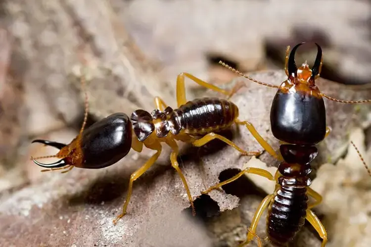 Closeup of reddish termites