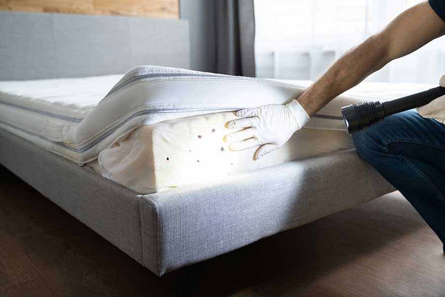 Exterminator exposing bed bugs on mattress