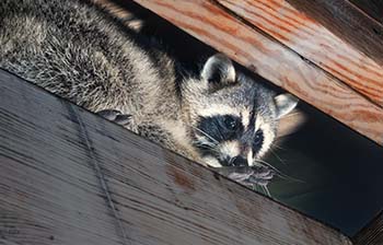 Raccoon hiding in wall