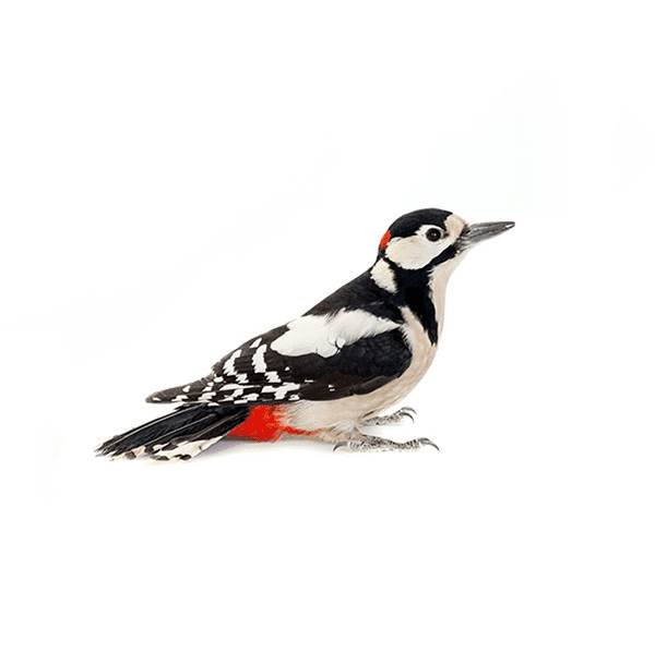 Woodpecker