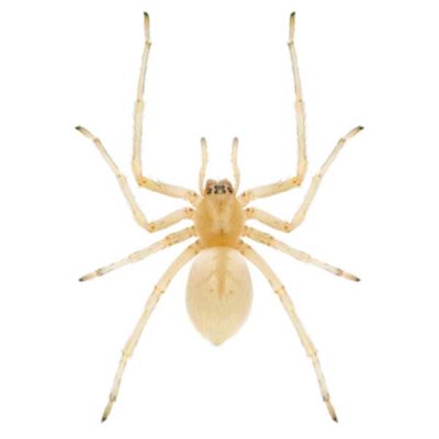 Sac Spider