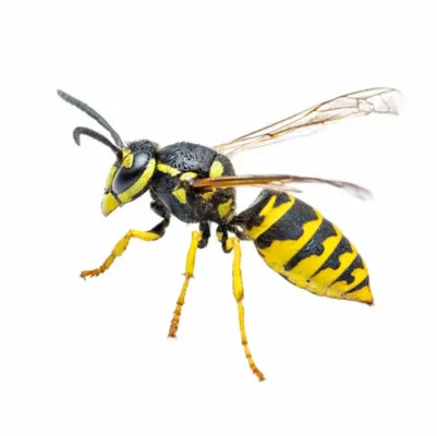 Yellowjacket Isolated on White Background